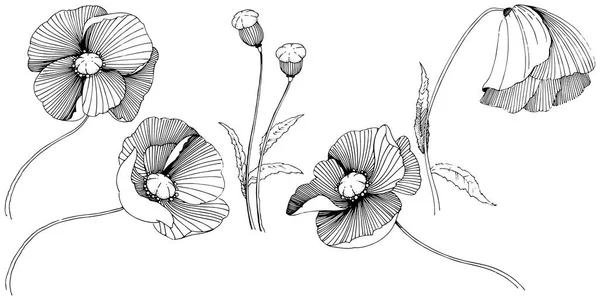 Векторный Мак Цветочный Ботанический Цветок Дикий Весенний Цветок Изолирован Векторный — стоковый вектор