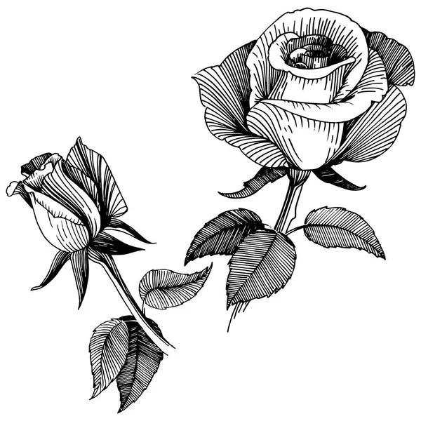 Rosas Vectoriales Flor Botánica Floral Flor Silvestre Hoja Primavera Aislada — Vector de stock