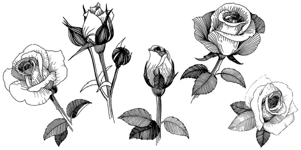 Rose Vettoriali Fiore Botanico Floreale Fiore Selvatico Primaverile Isolato Fiordaliso — Vettoriale Stock
