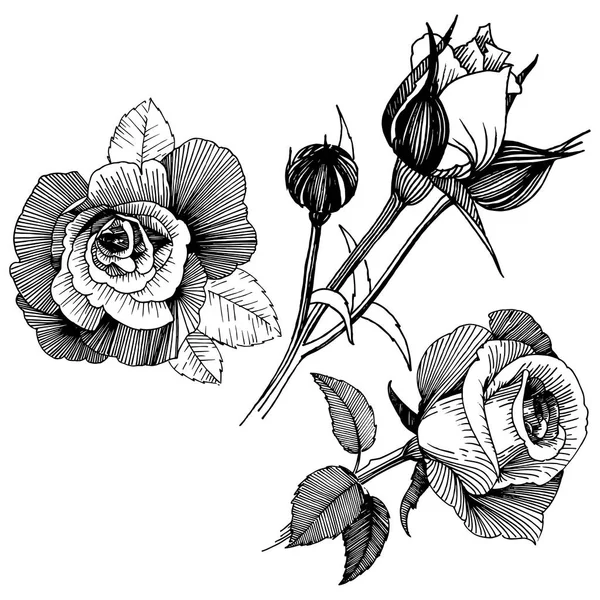 Vektorrosen Blütenbotanische Blume Wildes Frühlingsblatt Wildblume Isoliert Vektorwildblume Für Hintergrund — Stockvektor