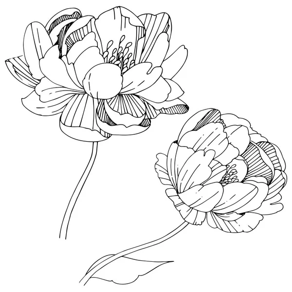 Pivoine Vectorielle Fleur Botanique Florale Feuille Sauvage Printemps Fleur Sauvage — Image vectorielle