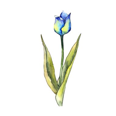 Mavi Lale. Botanik çiçek. Vahşi bahar yaprak izole kır çiçeği. Arka plan, doku, sarıcı desen, çerçeve veya kenarlık için Aquarelle kır çiçeği.