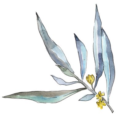 Mavi iğde izole bir suluboya tarzında bırakır. Aquarelle yaprak için arka plan, doku, sarıcı desen, çerçeve veya kenarlık.