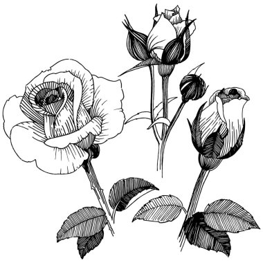 Vektör gül. Botanik çiçek. Vahşi bahar yaprak izole kır çiçeği. Arka plan, doku, sarıcı desen, çerçeve veya sınır vektör kır çiçeği.