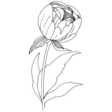 Vektör şakayık. Botanik çiçek. Vahşi bahar yaprak izole kır çiçeği. Arka plan, doku, sarıcı desen, çerçeve veya sınır vektör kır çiçeği.