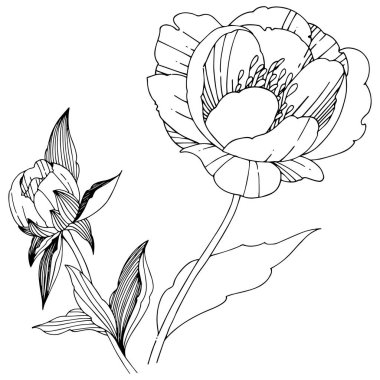 Vektör şakayık. Botanik çiçek. Vahşi bahar yaprak izole kır çiçeği. Arka plan, doku, sarıcı desen, çerçeve veya sınır vektör kır çiçeği.