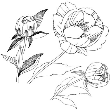 Vektör şakayık. Botanik çiçek. Vahşi bahar yaprak izole kır çiçeği. Arka plan, doku, sarıcı desen, çerçeve veya sınır vektör kır çiçeği.