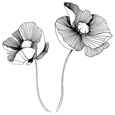 Vektör poppy. Botanik çiçek. Vahşi bahar yaprak izole kır çiçeği. Arka plan, doku, sarıcı desen, çerçeve veya sınır vektör kır çiçeği.