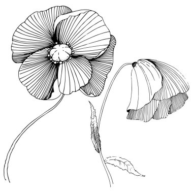 Vektör poppy. Botanik çiçek. Vahşi bahar yaprak izole kır çiçeği. Arka plan, doku, sarıcı desen, çerçeve veya sınır vektör kır çiçeği.