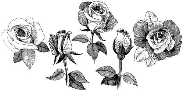 Rosas Vectoriales Flor Botánica Floral Flor Silvestre Hoja Primavera Aislada — Archivo Imágenes Vectoriales