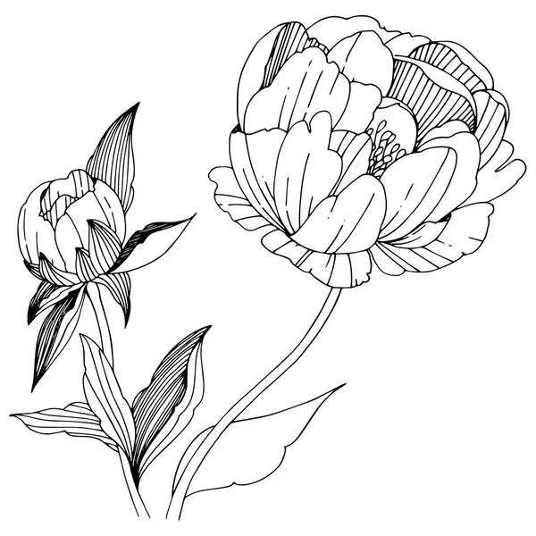 Pivoine Vectorielle Fleur Botanique Florale Feuille Sauvage Printemps Fleur Sauvage — Image vectorielle