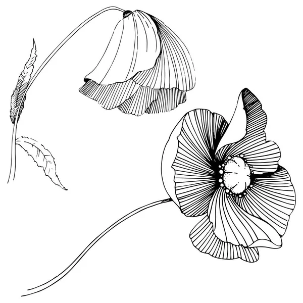 Vector Poppy Floral Botanische Bloem Wild Voorjaar Blad Wildflower Geïsoleerd — Stockvector