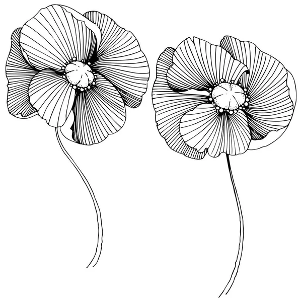 Vector Poppy Floral Botanische Bloem Wild Voorjaar Blad Wildflower Geïsoleerd — Stockvector