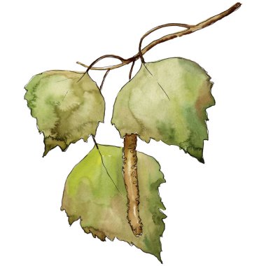 Yaprakları huş izole bir suluboya tarzında. Aquarelle yaprak için arka plan, doku, sarıcı desen, çerçeve veya kenarlık.