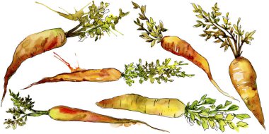 Turuncu havuç yabani sebze izole bir suluboya tarzında. Aquarelle yabani sebze arka plan, doku, sarıcı desen veya menü.