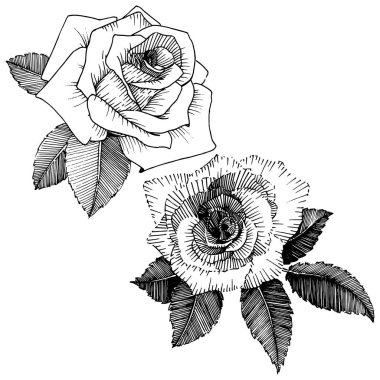 Vektör gül. Vahşi bahar yaprak izole kır çiçeği. Botanik çiçek. Arka plan, doku, sarıcı desen, çerçeve veya sınır vektör kır çiçeği.