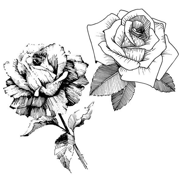 Διάνυσμα Τριαντάφυλλα Άγρια Άνοιξη Φύλλων Wildflower Απομονωμένη Floral Βοτανικό Λουλούδι — Διανυσματικό Αρχείο