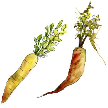 Turuncu havuç yabani sebze izole bir suluboya tarzında. Aquarelle yabani sebze arka plan, doku, sarıcı desen veya menü.