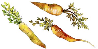 Turuncu havuç yabani sebze izole bir suluboya tarzında. Aquarelle yabani sebze arka plan, doku, sarıcı desen veya menü.
