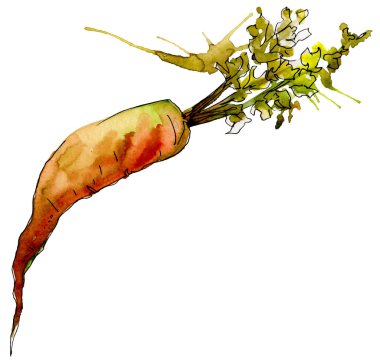 Turuncu havuç yabani sebze izole bir suluboya tarzında. Aquarelle yabani sebze arka plan, doku, sarıcı desen veya menü.