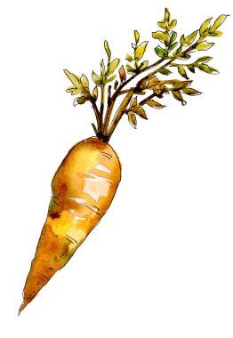 Turuncu havuç yabani sebze izole bir suluboya tarzında. Aquarelle yabani sebze arka plan, doku, sarıcı desen veya menü.
