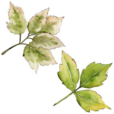 Akçaağaç izole bir suluboya tarzında bırakır. Aquarelle yaprak için arka plan, doku, sarıcı desen, çerçeve veya kenarlık.
