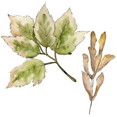 Akçaağaç izole bir suluboya tarzında bırakır. Aquarelle yaprak için arka plan, doku, sarıcı desen, çerçeve veya kenarlık.