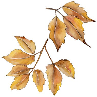 Akçaağaç izole bir suluboya tarzında bırakır. Aquarelle yaprak için arka plan, doku, sarıcı desen, çerçeve veya kenarlık.