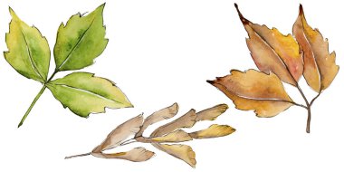 Akçaağaç izole bir suluboya tarzında bırakır. Aquarelle yaprak için arka plan, doku, sarıcı desen, çerçeve veya kenarlık.