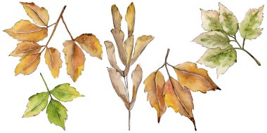 Akçaağaç izole bir suluboya tarzında bırakır. Aquarelle yaprak için arka plan, doku, sarıcı desen, çerçeve veya kenarlık.