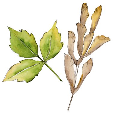 Akçaağaç izole bir suluboya tarzında bırakır. Aquarelle yaprak için arka plan, doku, sarıcı desen, çerçeve veya kenarlık.