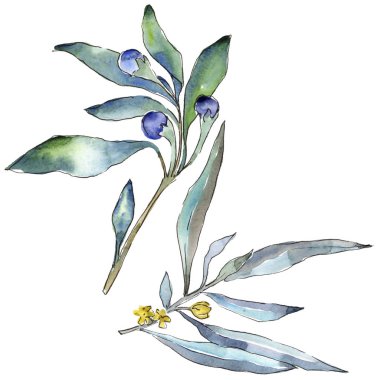 Mavi iğde izole bir suluboya tarzında bırakır. Aquarelle yaprak için arka plan, doku, sarıcı desen, çerçeve veya kenarlık.