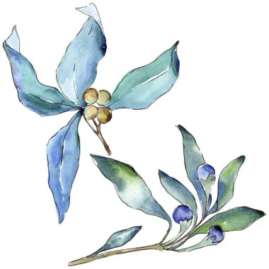 Mavi iğde izole bir suluboya tarzında bırakır. Aquarelle yaprak için arka plan, doku, sarıcı desen, çerçeve veya kenarlık.