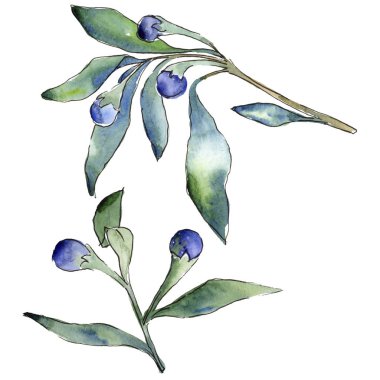 Mavi iğde izole bir suluboya tarzında bırakır. Aquarelle yaprak için arka plan, doku, sarıcı desen, çerçeve veya kenarlık.