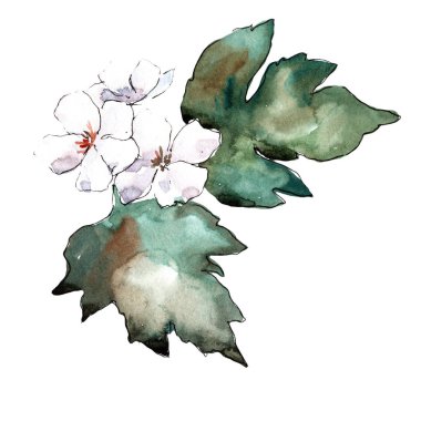 Alıç yeşil izole bir suluboya tarzında bırakır. Aquarelle yaprak için arka plan, doku, sarıcı desen, çerçeve veya kenarlık.