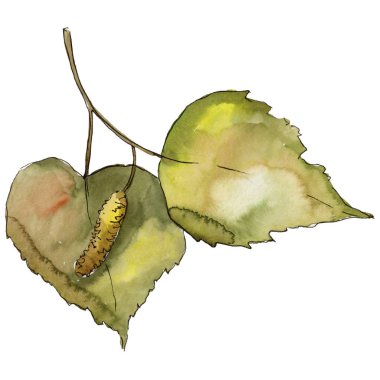 Yaprakları huş izole bir suluboya tarzında. Aquarelle yaprak için arka plan, doku, sarıcı desen, çerçeve veya kenarlık.