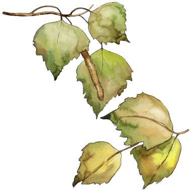 Yaprakları huş izole bir suluboya tarzında. Aquarelle yaprak için arka plan, doku, sarıcı desen, çerçeve veya kenarlık.