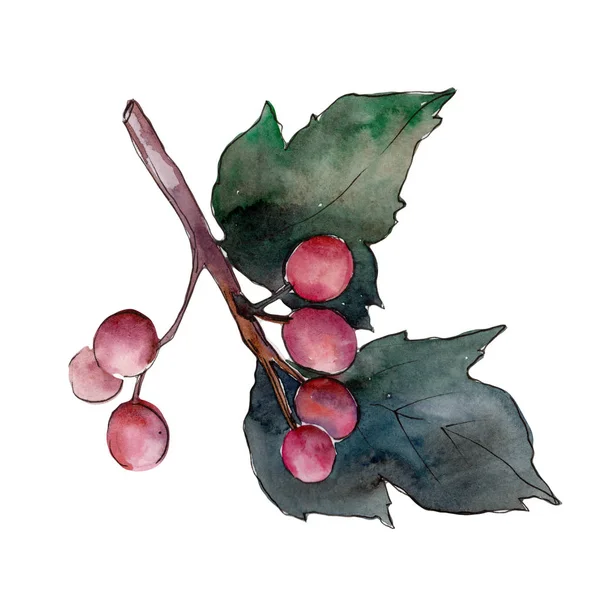 Czerwone Jagody Kaliny Stylu Przypominającym Akwarele Białym Tle Aquarelle Berry — Zdjęcie stockowe