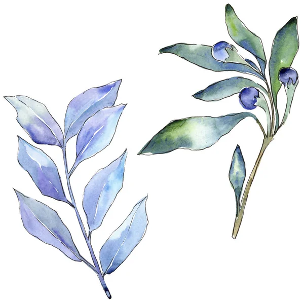 Blauwe Elaeagnus Laat Een Aquarel Stijl Geïsoleerd Aquarelle Blad Voor — Stockfoto