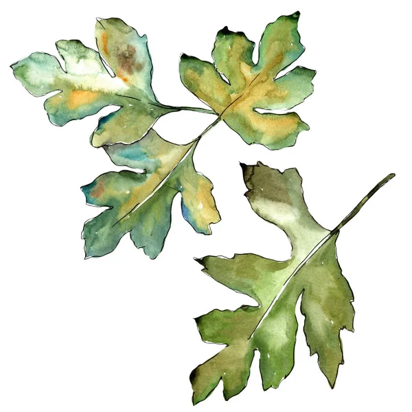 Hawthorn Зеленые Листья Акварельном Стиле Изолированы Лист Акварели Фона Текстуры — стоковое фото