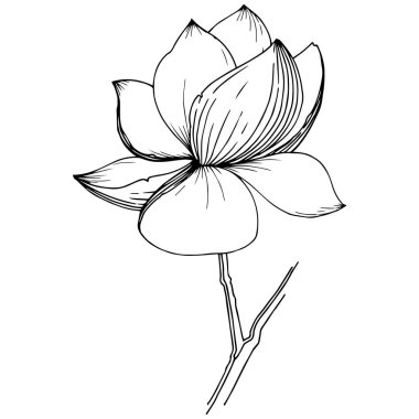 Manolya izole bir vektör tarzı. Bitki tam adı: Manolya, gynopodium, sweetbay. Arka plan, doku, sarıcı desen, çerçeve veya kenarlık için vektör zeytin ağacı.