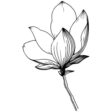 Manolya izole bir vektör tarzı. Bitki tam adı: Manolya, gynopodium, sweetbay. Arka plan, doku, sarıcı desen, çerçeve veya kenarlık için vektör zeytin ağacı.