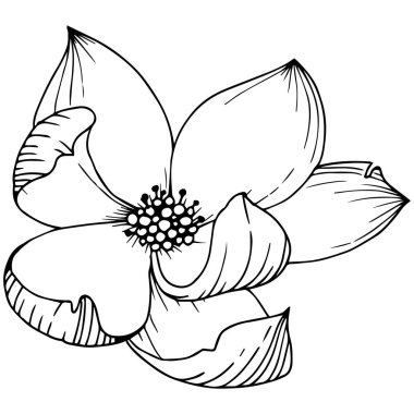 Manolya izole bir vektör tarzı. Bitki tam adı: Manolya, gynopodium, sweetbay. Arka plan, doku, sarıcı desen, çerçeve veya kenarlık için vektör zeytin ağacı.