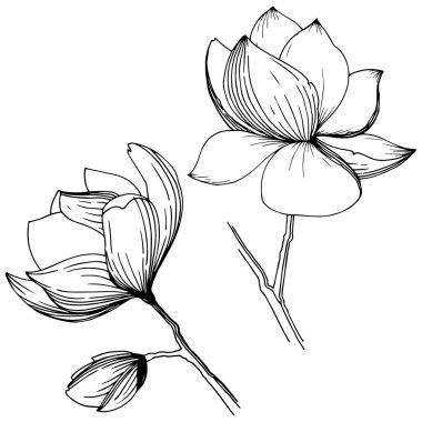 Manolya izole bir vektör tarzı. Bitki tam adı: Manolya, gynopodium, sweetbay. Arka plan, doku, sarıcı desen, çerçeve veya kenarlık için vektör zeytin ağacı.