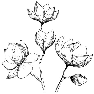 Manolya izole bir vektör tarzı. Bitki tam adı: Manolya, gynopodium, sweetbay. Arka plan, doku, sarıcı desen, çerçeve veya kenarlık için vektör zeytin ağacı.