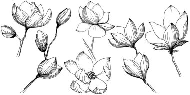 Manolya izole bir vektör tarzı. Bitki tam adı: Manolya, gynopodium, sweetbay. Arka plan, doku, sarıcı desen, çerçeve veya kenarlık için vektör zeytin ağacı.