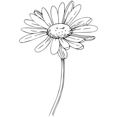 Daisy izole bir vektör tarzı. Bitki tam adı: papatya, papatya. Arka plan, doku, sarıcı desen, çerçeve veya kenarlık için vektör zeytin ağacı.