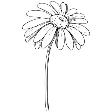 Daisy izole bir vektör tarzı. Bitki tam adı: papatya, papatya. Arka plan, doku, sarıcı desen, çerçeve veya kenarlık için vektör zeytin ağacı.