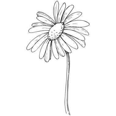 Daisy izole bir vektör tarzı. Bitki tam adı: papatya, papatya. Arka plan, doku, sarıcı desen, çerçeve veya kenarlık için vektör zeytin ağacı.