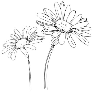 Daisy izole bir vektör tarzı. Bitki tam adı: papatya, papatya. Arka plan, doku, sarıcı desen, çerçeve veya kenarlık için vektör zeytin ağacı.